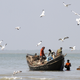 India-Sundarbans